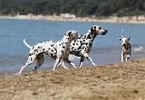 DALMATIEN 212